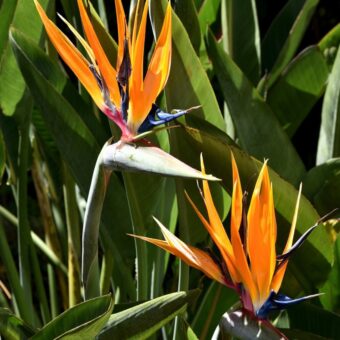 Strelitzia